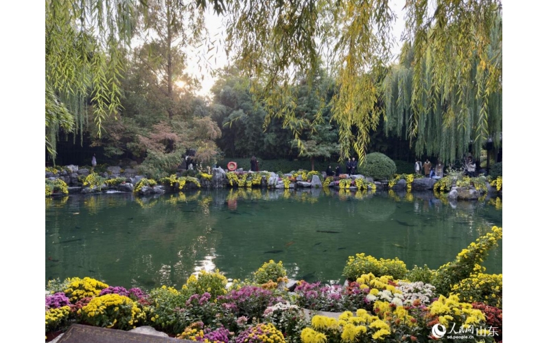 泉映菊韻正當時